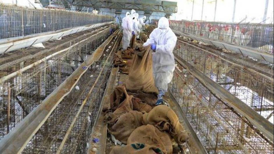 Al momento stai visualizzando Filière avicole : la région de l’Ouest déclare des cas de grippe aviaire