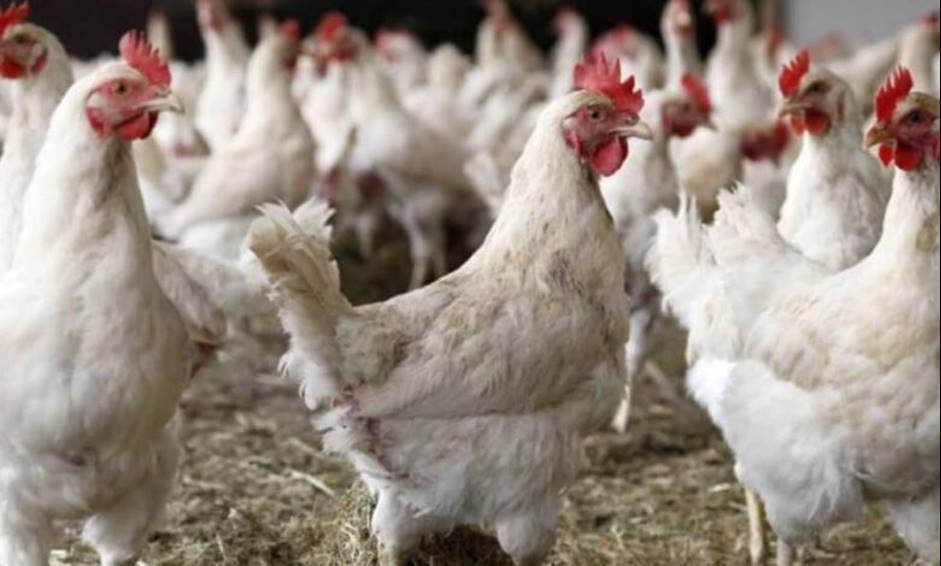 Al momento stai visualizzando Grippe aviaire : l’Ouest en état d’alerte