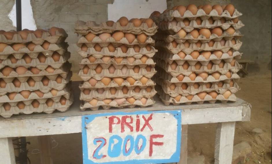 Al momento stai visualizzando Filière avicole : hausse vertigineuse du prix des œufs