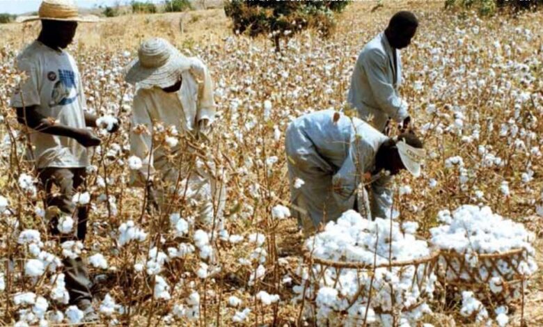 Al momento stai visualizzando Filière du coton: la crise des intrants crée des bisbilles entre la Sodecoton et les producteurs