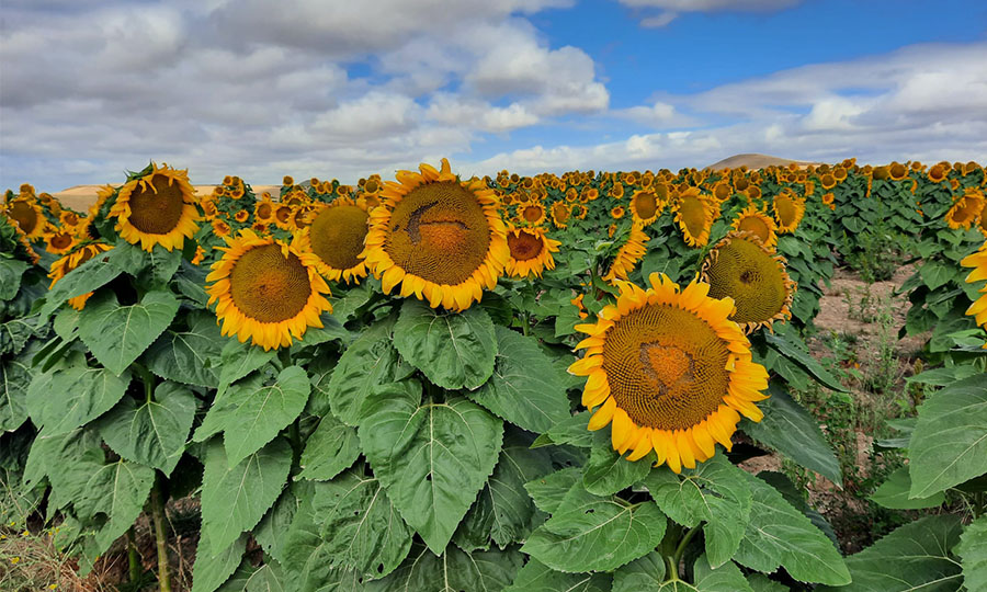 Al momento stai visualizzando GUERRE EN UKRAINE : IMPACT SUR LA FILIÈRE OLÉAGINEUSE BIO