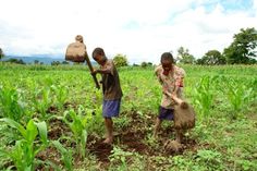 Les producteurs de la région de l’Extrême-nord ont bénéficié cette semaine d’une subvention de l’Etat afin de promouvoir l’entrepreneuriat agricole