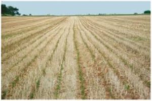 Lire la suite à propos de l’article Innovation technologique et gestion des terres : les effets des systèmes de culture sur paillis à semis direct. UNE SOLUTION CONTRE L’APPAUVRISSEMENT DES SOLS AU CAMEROUN