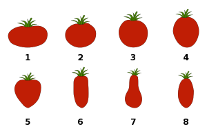Principales formes de tomates : 1, aplatie - 2, légèrement aplatie - 3, arrondie - 4, haute et ronde - 5, en forme de cœur - 6, cylindrique - 7, en forme de poire - 8, en forme de prune. Crédit photo : wikipédia