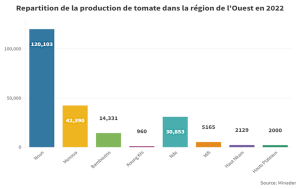 LA TOMATE AU CAMEROUN