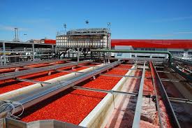 LA TOMATE AU CAMEROUN