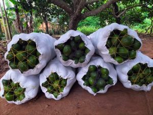 Sac d'avocat pour les revendeurs dans les marchés au Cameroun; photo source: fabrikaliments