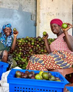 Les récoltes d'avocat au Cameroun; photo source: fabrikaliments