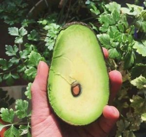 Avocat beurre du Cameroun; photo source: fabrikaliments