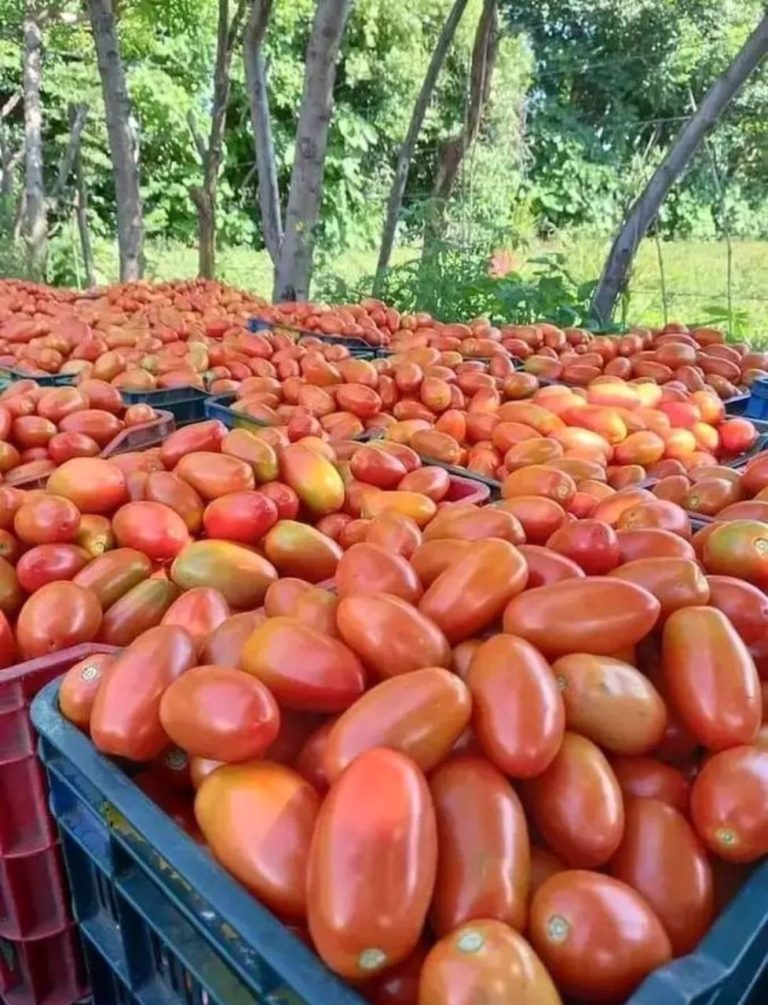 LA TOMATE AU CAMEROUN