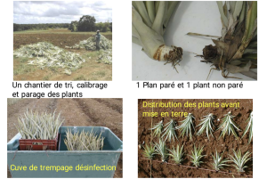 *Préparation et traitement des rejets des plants d'ananas.* *Crédit photo : AFD*