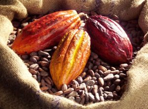 *Fèves de cacao et cabosses de cacaoyer à maturité.* *Crédit photo : Lou Crinou*