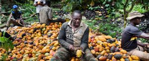 Des cacaoculteurs dans les cultures de cacao en pleine récolte du cacao au Cameroun. Crédit photo : AFD.
