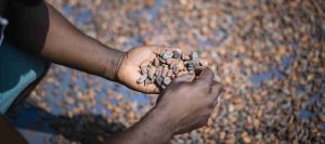 Cacao traité prêt pour la vente aux transformateurs. Crédit photo : AFDB