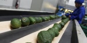 manutention de l'avocat