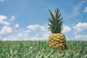 Scopri di più sull'articolo L’ananas, entre innovation et durabilité