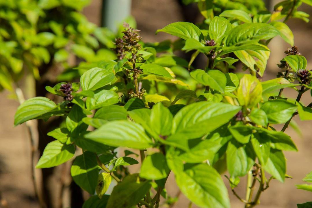 Al momento stai visualizzando Les plantes pesticides: Diversités et propriétés