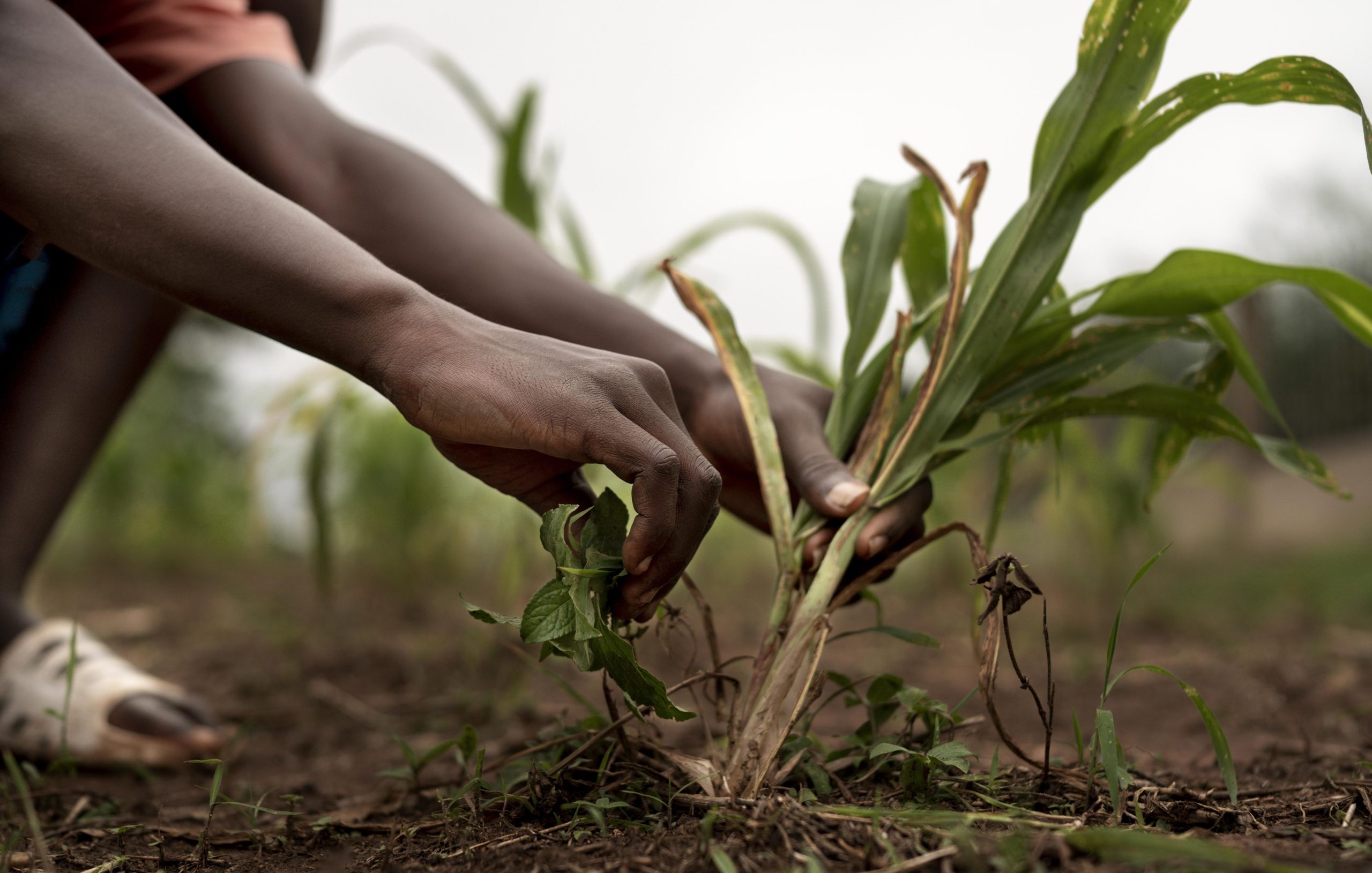 Al momento stai visualizzando Influence des techniques de paillage sur la gestion des adventices, la conservation de l’humidité et la santé phytosanitaire du piment (Capsicum spp.)