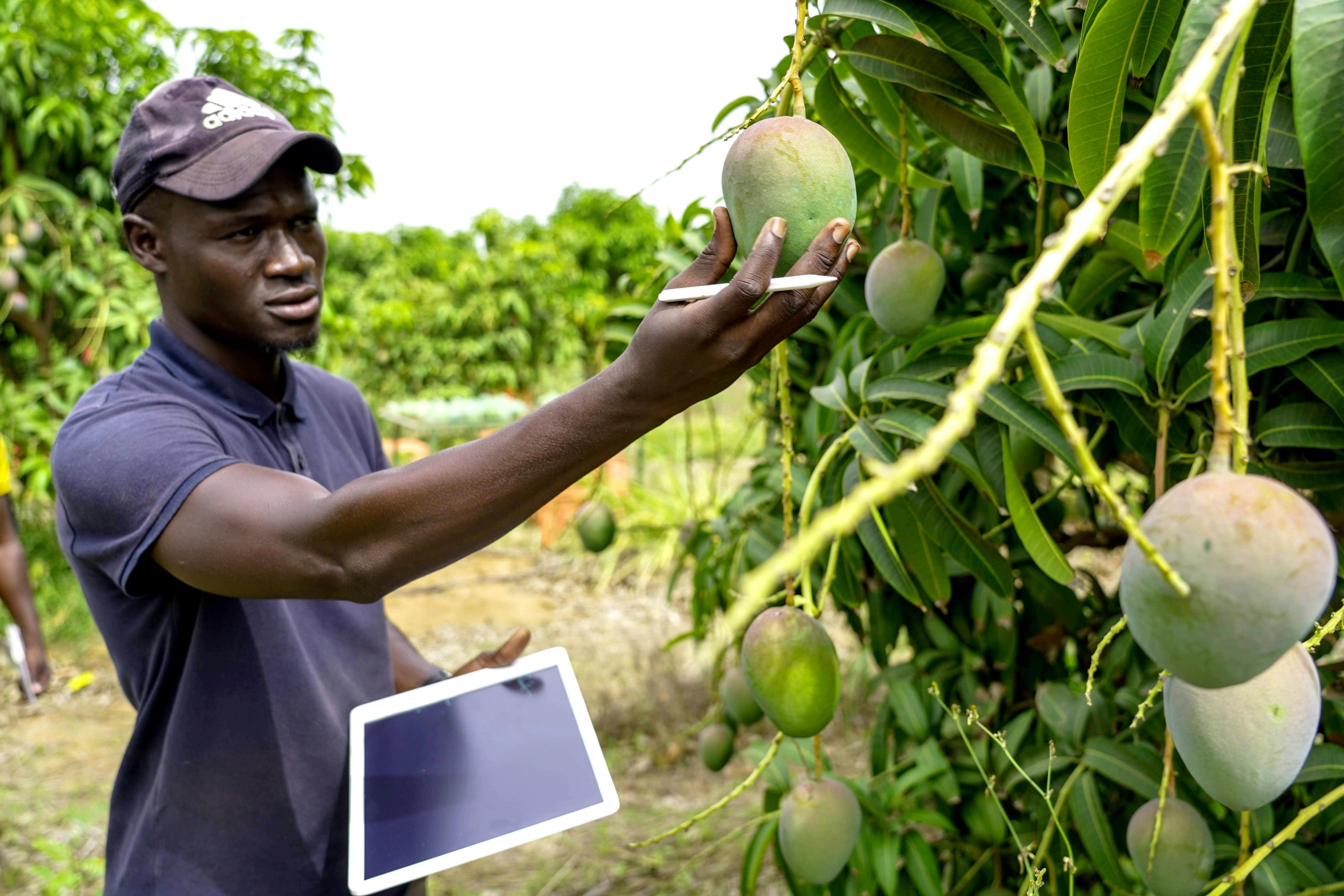 Al momento stai visualizzando Agritech au Cameroun : quand le numérique révolutionne les marchés du manioc, du maïs et du poulet