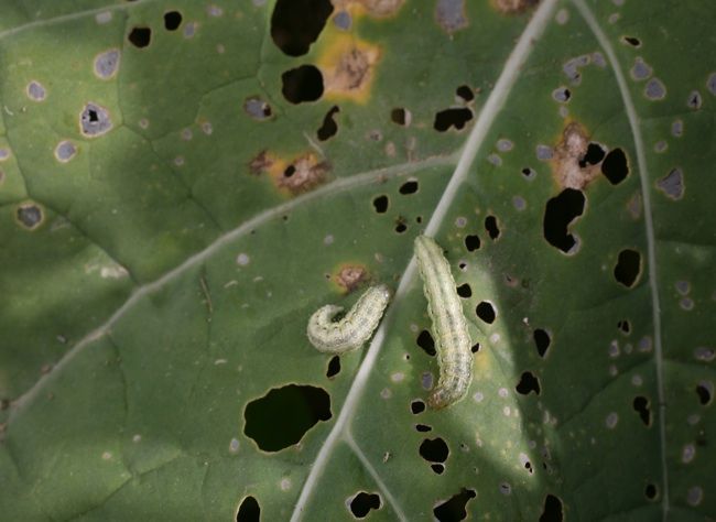 Comment protéger vos légumes-feuilles contre les chenilles sans produits chimiques