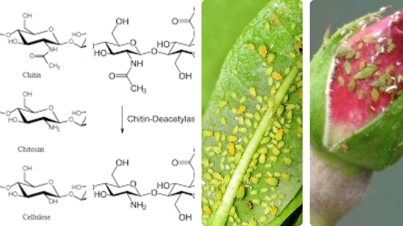 Al momento stai visualizzando Le chitosane comme outil de lutte contre les insectes nuisibles (Partie 1)