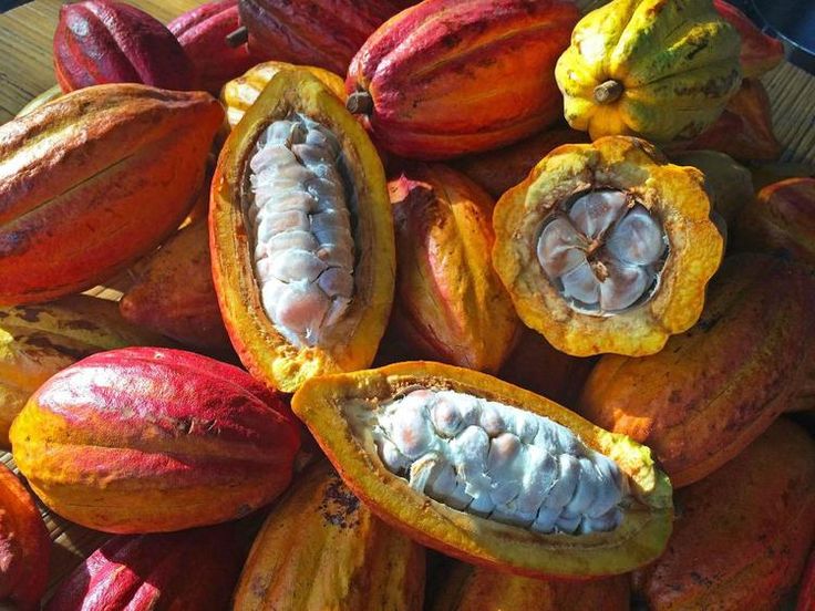 Traçabilité numérique du cacao