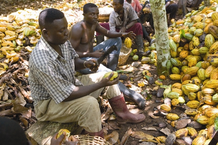 Le cacao: De la pré-récolte à l’écabossage
