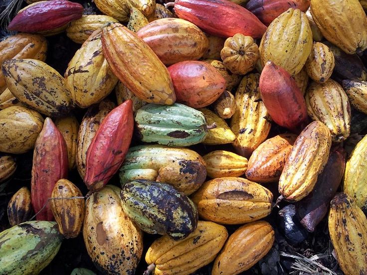 Al momento stai visualizzando Cacao (Theobroma cacao L.) : composition et bienfaits