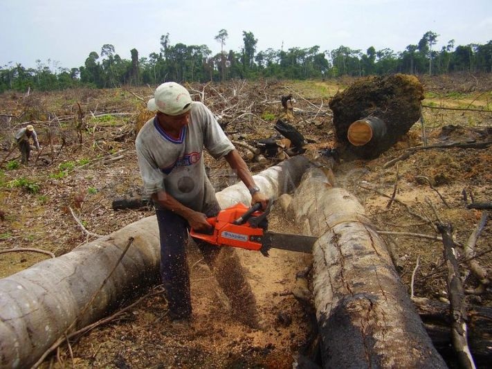 Déforestation et cacao
