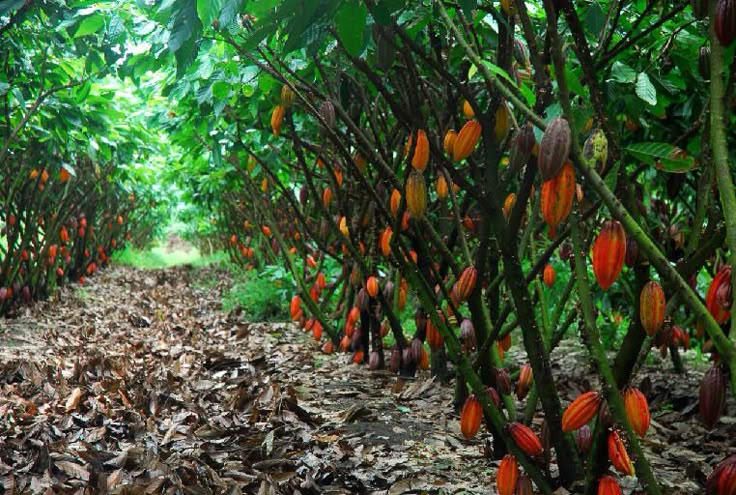 L’agroforesterie cacaoyère