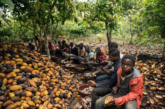 Sélection participative de cacaoyers tolérants