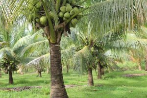 Scopri di più sull'articolo LA PRODUCTION DE LA NOIX DE COCO AU CAMEROUN