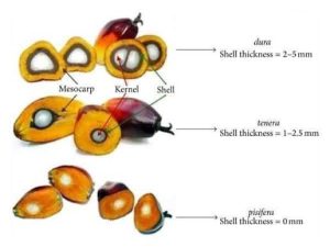 Source: Agro semence business