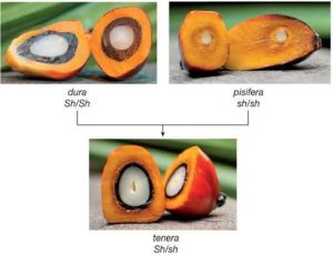 L'hybridation entre dura et pisifera donne du tenera Source: GUIDE DE BONNES PRATIQUES DE PRODUCTION D’UNE HUILE DE PALME « ROUGE » ARTISANALE DE QUALITÉ