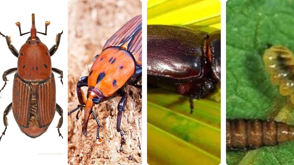 « insectes tueurs »