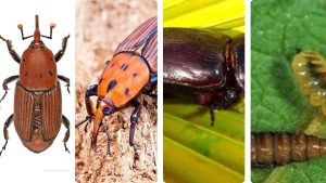 Scopri di più sull'articolo Ravageurs du palmier à huile: Comment protéger votre plantation des insectes tueurs?