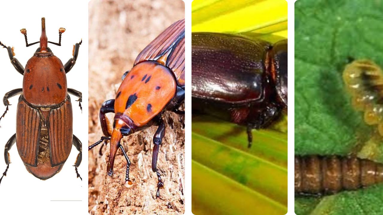 Al momento stai visualizzando Ravageurs du palmier à huile: Comment protéger votre plantation des insectes tueurs?