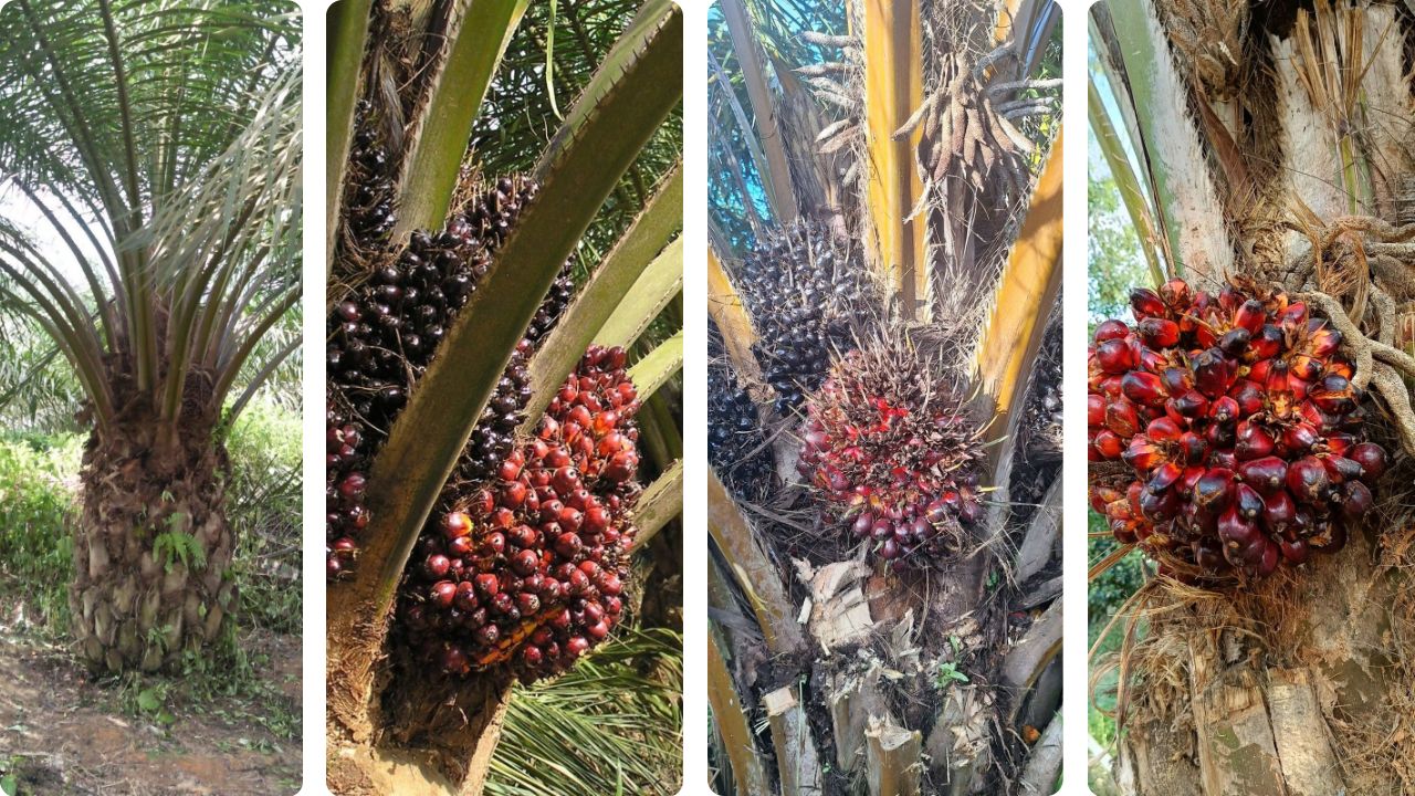 Al momento stai visualizzando Face à la sécheresse : la science au service de la souveraineté palmicole en Afrique