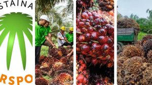 Scopri di più sull'articolo La certification RSPO en Afrique: Filière du Palmier à huile