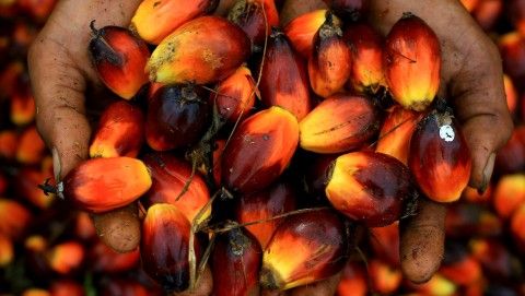 RSPO: Focus sur le Cameroun