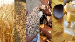 Scopri di più sull'articolo Manioc vs Blé : Comment la crise des céréales accélère l’adoption des farines locales. (Partie1)